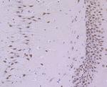 SF3B3 Antibody in Immunohistochemistry (Paraffin) (IHC (P))