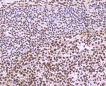 SF3B3 Antibody in Immunohistochemistry (Paraffin) (IHC (P))