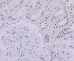 SF3B3 Antibody in Immunohistochemistry (Paraffin) (IHC (P))