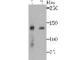 SF3B3 Antibody in Western Blot (WB)