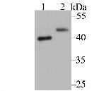 SUV39H2 Antibody in Western Blot (WB)