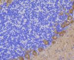 PKC gamma Antibody in Immunohistochemistry (Paraffin) (IHC (P))