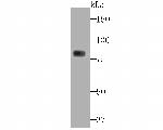 PKC gamma Antibody in Western Blot (WB)