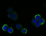 RANGAP1 Antibody in Immunocytochemistry (ICC/IF)