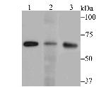 RANGAP1 Antibody in Western Blot (WB)