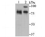 ILF3 Antibody in Western Blot (WB)