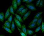 SENP1 Antibody in Immunocytochemistry (ICC/IF)