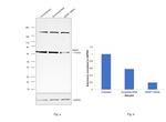 SENP1 Antibody in Western Blot (WB)