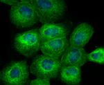 BAP31 Antibody in Immunocytochemistry (ICC/IF)