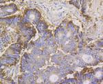 Annexin A4 Antibody in Immunohistochemistry (Paraffin) (IHC (P))