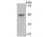 Annexin A4 Antibody in Western Blot (WB)