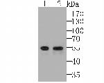 EGR2 Antibody in Western Blot (WB)