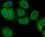 PIST Antibody in Immunocytochemistry (ICC/IF)