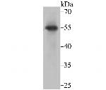 PIST Antibody in Western Blot (WB)