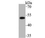 PICK1 Antibody in Western Blot (WB)