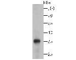 SMN1 Antibody in Western Blot (WB)