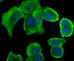 STUB1 Antibody in Immunocytochemistry (ICC/IF)