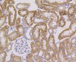 HSPE1 Antibody in Immunohistochemistry (Paraffin) (IHC (P))