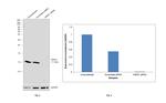 HSPE1 Antibody in Western Blot (WB)