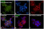 TYROBP Antibody