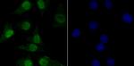 TNPO3 Antibody in Immunocytochemistry (ICC/IF)