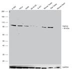 TNPO3 Antibody in Western Blot (WB)