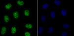 Bub3 Antibody in Immunocytochemistry (ICC/IF)