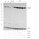 CAF1 p150 Antibody in Western Blot (WB)