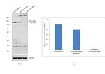 CAF1 p150 Antibody in Western Blot (WB)