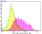 CAF1 p150 Antibody in Flow Cytometry (Flow)