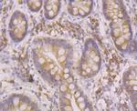 HYOU1 Antibody in Immunohistochemistry (Paraffin) (IHC (P))