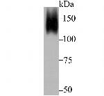 HYOU1 Antibody in Western Blot (WB)