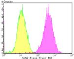 UNC84B Antibody in Flow Cytometry (Flow)