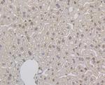 UNC84B Antibody in Immunohistochemistry (Paraffin) (IHC (P))