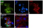 CtBP1 Antibody in Immunocytochemistry (ICC/IF)