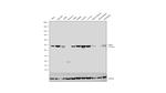 CtBP1 Antibody in Western Blot (WB)