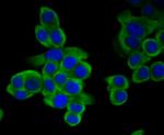 METAP2 Antibody in Immunocytochemistry (ICC/IF)