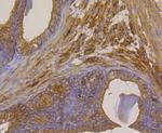 METAP2 Antibody in Immunohistochemistry (Paraffin) (IHC (P))