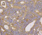 METAP2 Antibody in Immunohistochemistry (Paraffin) (IHC (P))