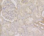 METAP2 Antibody in Immunohistochemistry (Paraffin) (IHC (P))