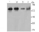 METAP2 Antibody in Western Blot (WB)