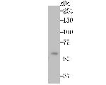 Monoamine Oxidase B Antibody in Western Blot (WB)