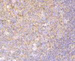 Mgea5 Antibody in Immunohistochemistry (Paraffin) (IHC (P))