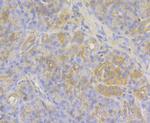 Mgea5 Antibody in Immunohistochemistry (Paraffin) (IHC (P))