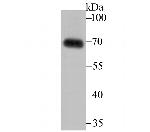 SNX1 Antibody in Western Blot (WB)