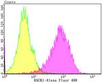 RACK1 Antibody in Flow Cytometry (Flow)