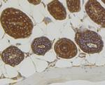 RACK1 Antibody in Immunohistochemistry (Paraffin) (IHC (P))