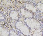 RACK1 Antibody in Immunohistochemistry (Paraffin) (IHC (P))