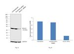 RACK1 Antibody in Western Blot (WB)