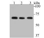 FAAH Antibody in Western Blot (WB)